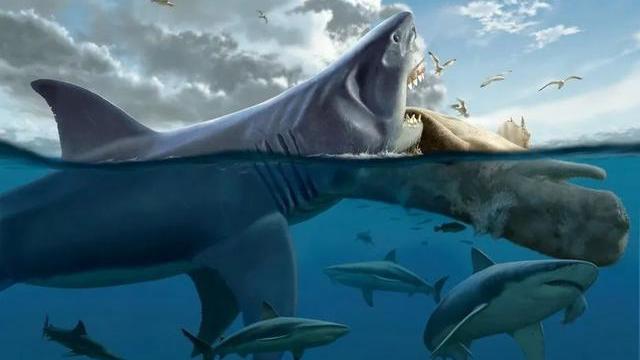 巨齿鲨斗不过大白鲨？新研究：巨齿鲨在食物竞争中，败给了大白鲨