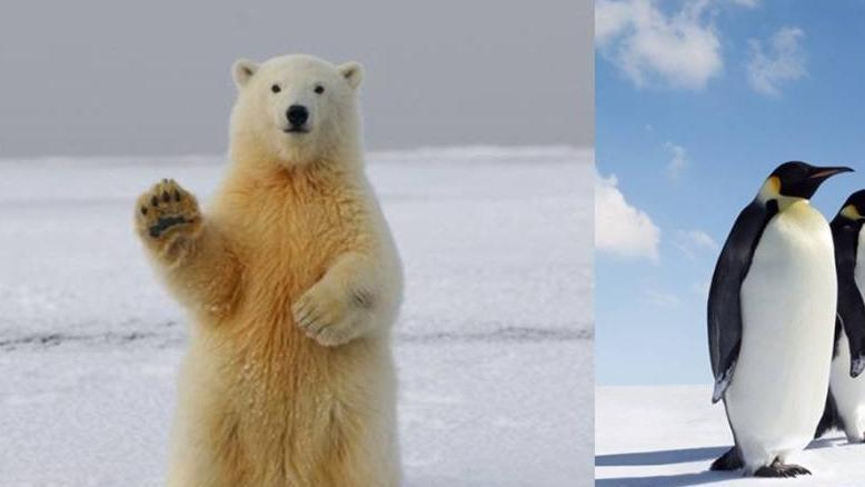 为啥北极无企鹅，南极无白熊？20世纪放养北极的企鹅现况如何？