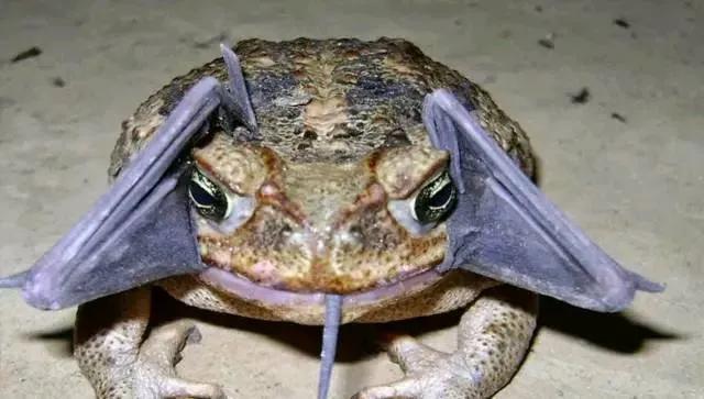 难得一见的动物奇景，动物界太奇妙了，大开眼界