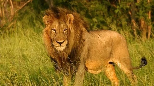 为什么说雌狮才是真正的狮王？它们一生中要经历多少次丧子之痛？