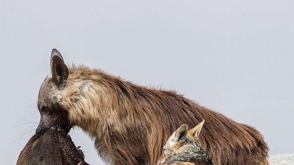 奇怪鬣狗当面抢食，四只猎豹敢怒不敢言，这是什么物种？