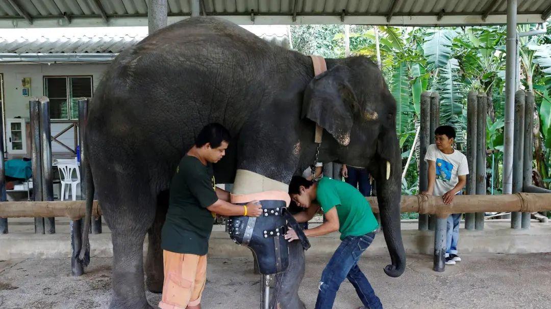大象失去一条腿后，都可以存活下来，为什么马腿断了就必须死呢？