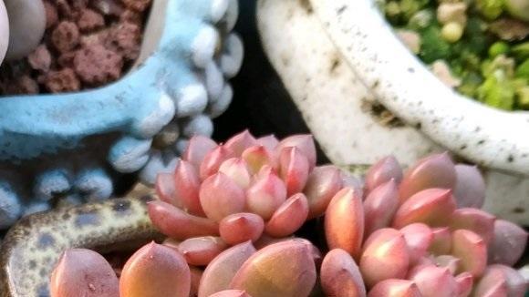 ewtp|直播买多肉靠不靠谱？新手要注意，买到劣质品，直接退！