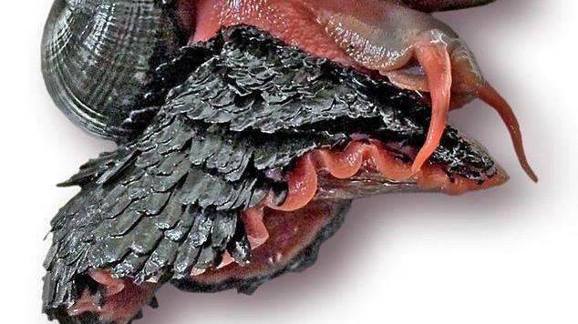 存在火山蜗牛。他们有金属外壳，可以承受750度的高温