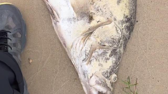 长江|可惜了！罕见大鳜鱼死亡搁浅江边，钓鱼人：老死的