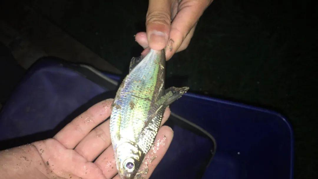 空军|国庆节打算去钓鱼吗？老钓友提醒别轻易下杆，先看看这份攻略