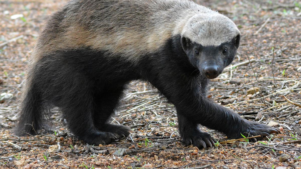 非洲有种动物，性格凶狠手段毒辣，一半的后代会被其杀死