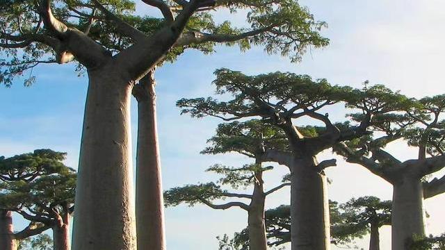 猴面包树寿命达5000年，能吃能喝能住人，为何引进中国却大变样？