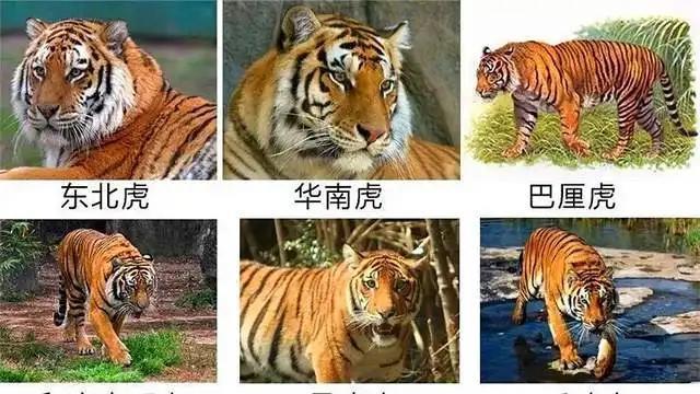 最大的苏门答腊虎有多大？它们的现状如何？