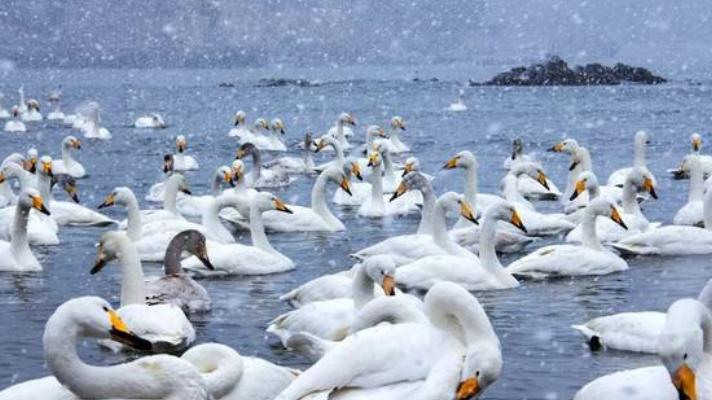 济州岛|冬天不能错过的城市，威海不输北海道，西双版纳热情十足