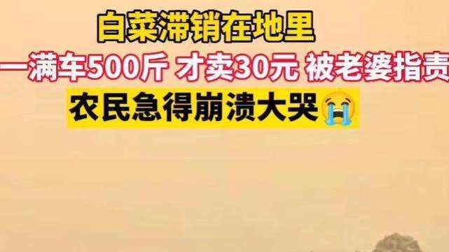 因500斤白菜卖30元痛哭系摆拍，当事人：拍着玩的，就是想涨涨粉