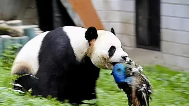 为什么牛会吃蛇？