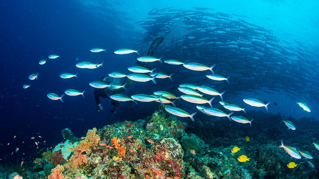 机器人|一些机器人使用软材料的执行器提高机动性，但这些机器人的推力非常小