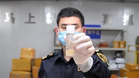 中国海关曾查获“神秘”包裹，内含7000余只黑腹果蝇，有哪些危机
