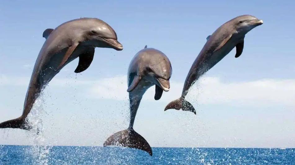 海豚如何用叫声给自己起名字？