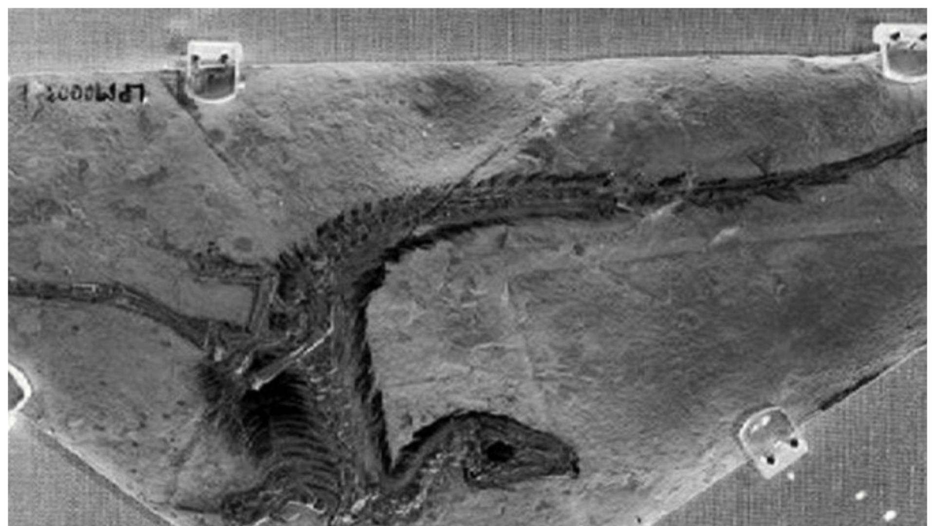 重大发现！英专家在美国发现疑似6500万年前灭绝恐龙的小行星碎片