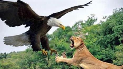 世界上最大的老鹰，身高超2米，以狮子为食，寿命可以和人类比肩