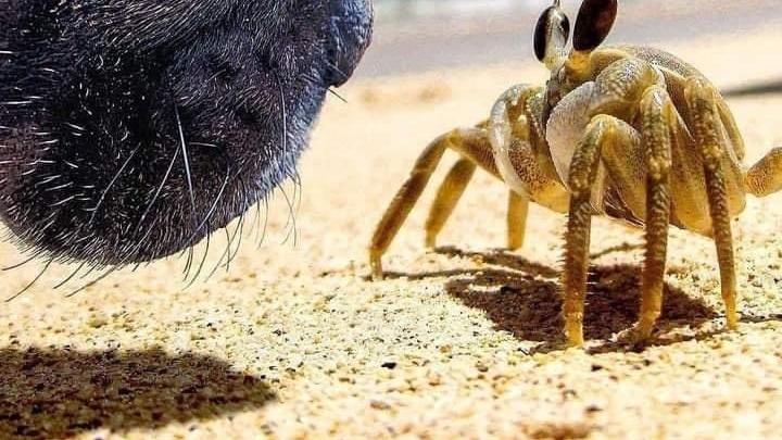 短视频|短视频在未来会不会取代图文？