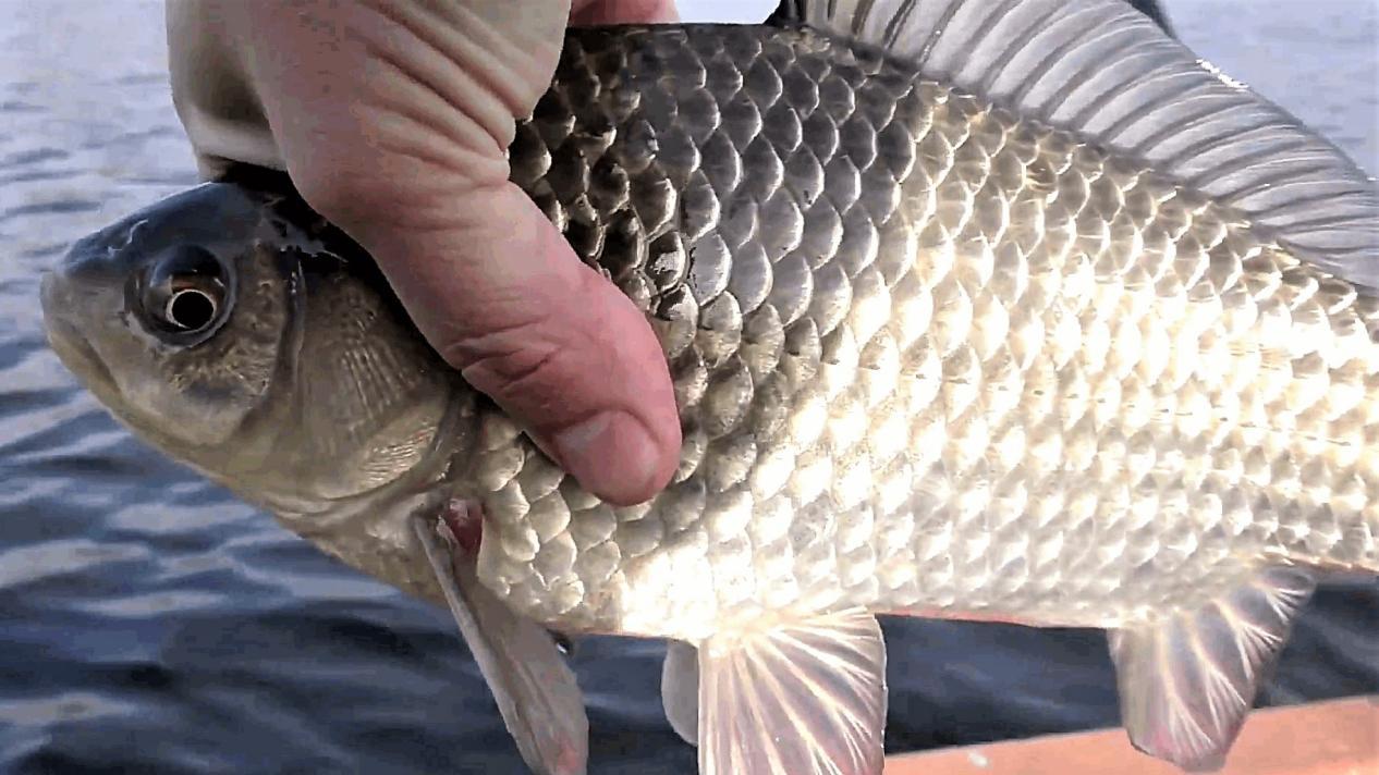 |野钓时调四钓二与调平钓二哪种调漂方法更好？