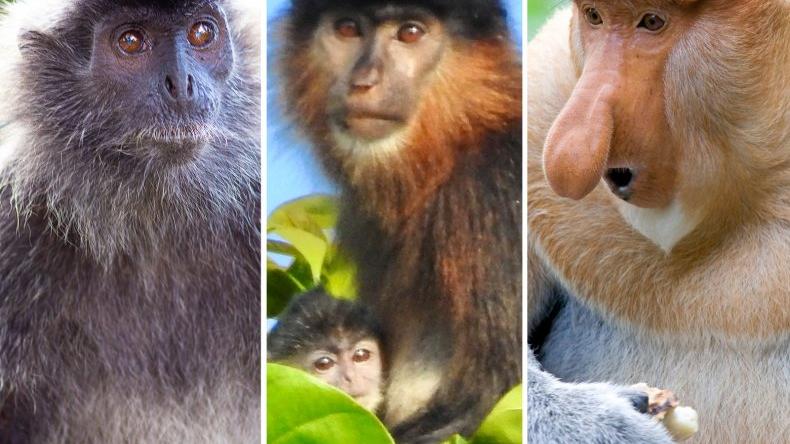 生殖隔离或是伪命题？婆罗洲杂交猴诞下的后代，有可能是新物种？