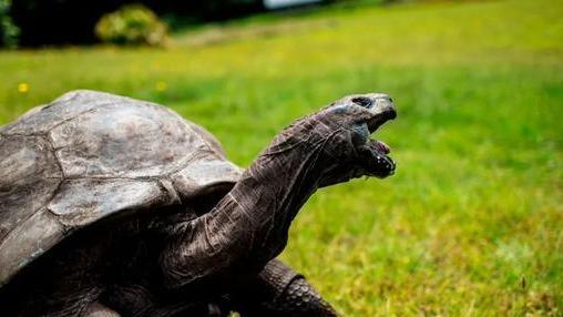 巨龟不会变老？科学家：巨龟无视衰老，或掌握人类活到150岁秘密