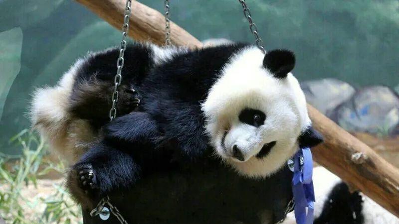 回顾：在美大熊猫瘦骨嶙峋，疑遭虐待：无数中国人正盼着它们回家