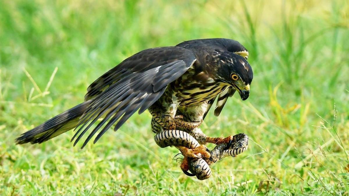 老鹰有抗蛇毒的本事？能毒死100个成年人的毒蛇，却难逃老鹰魔爪