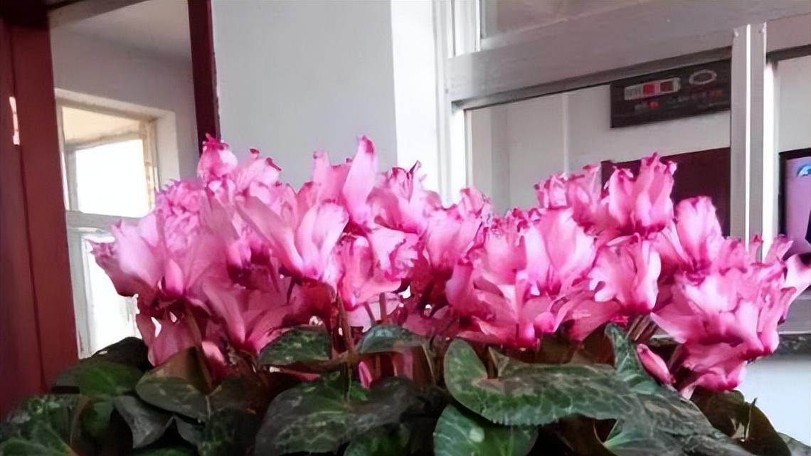 专为厨房而生的花，吸收油烟颜值高，一开就是小半年，值得拥有