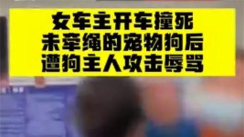 2021年狗没牵绳闯红灯被撞死，犬主暴打司机，叫嚣：花100万买命