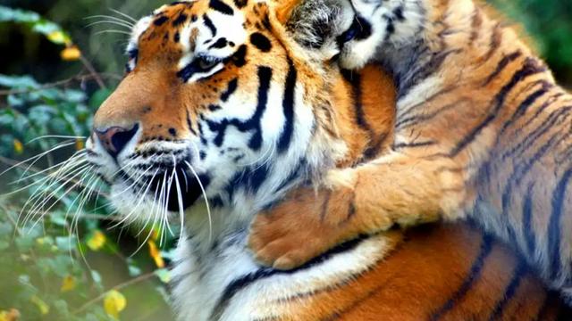 相爱相杀？为何老虎交配的时候会大打出手，看完开始心疼母老虎了