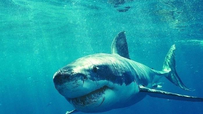 地球上90%的鲨鱼，在1900万年前莫名消失，当时到底发生了什么？