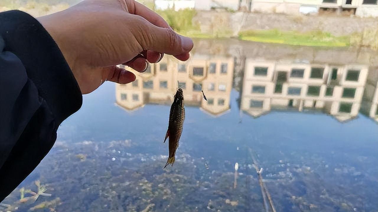 饵料|鱼漂不是上顶就是下顿，提竿却空空如也，当真是我不适合钓鱼？