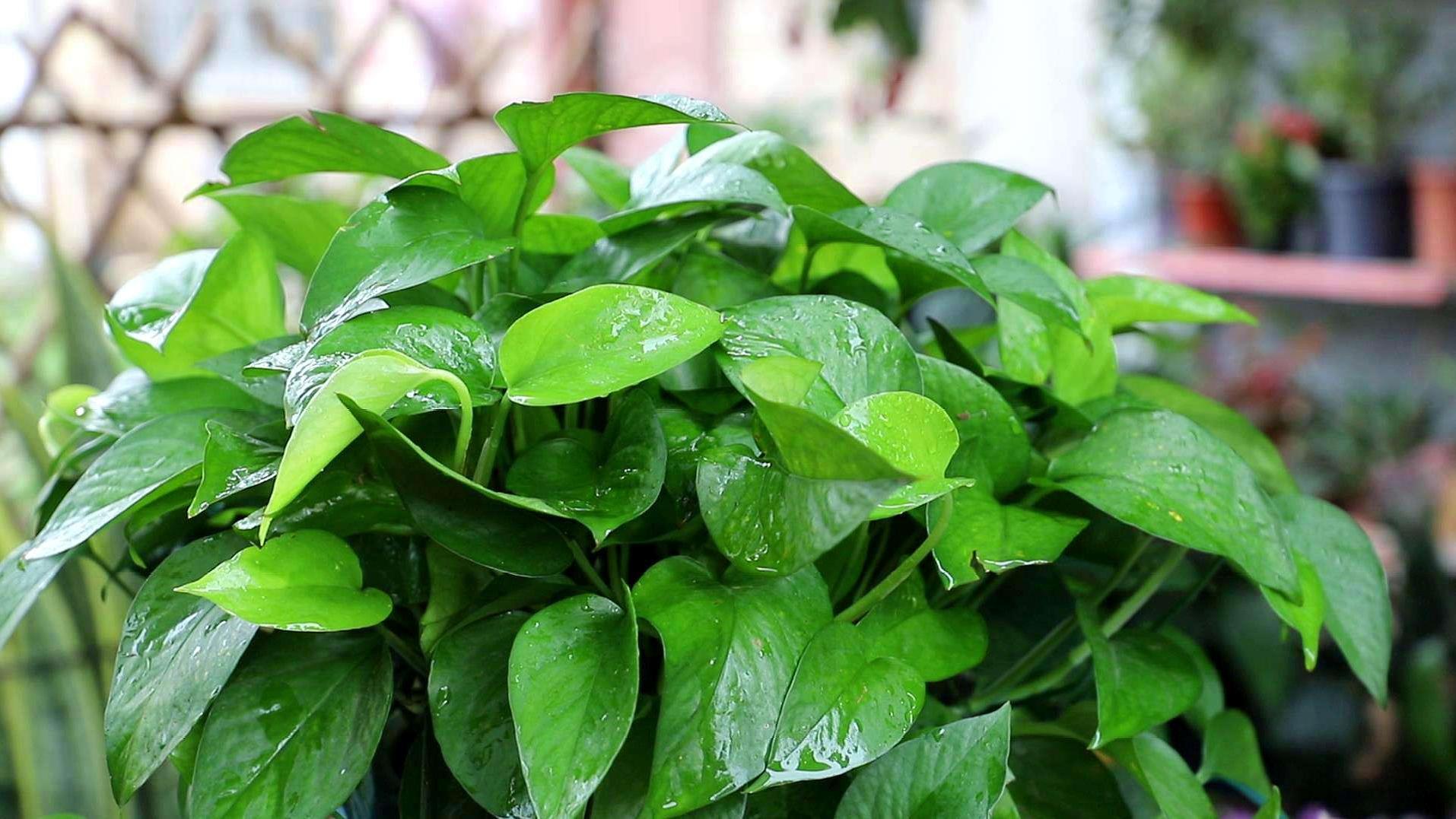 夏季卫生间闷热潮湿异味重，试着养5种植物，好看耐阴又“除臭”