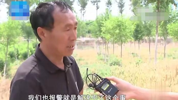 河北定州：大姐承包70亩地种玉米，结果被放羊的一夜吃光，把人抓住反而被打了