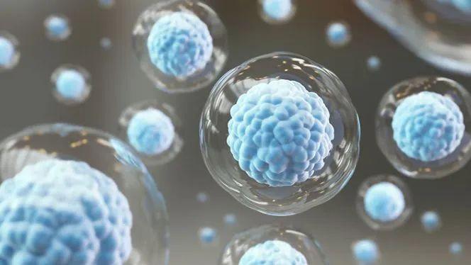 2022年干细胞治疗研究进展汇总