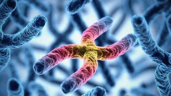 人类的20号染色体，有什么“特殊之处”？一文揭秘，可阻挡脘病毒