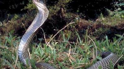 内陆太攀蛇秒杀眼镜王蛇，成为世界上最毒的蛇
