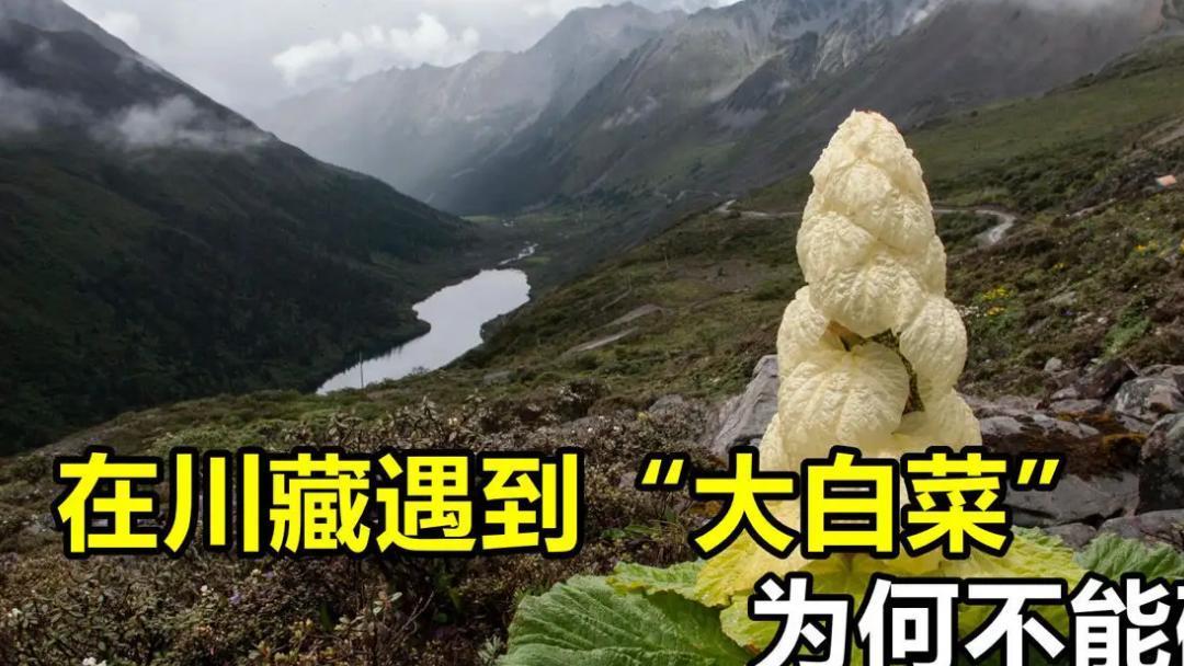 川藏公路|川藏线上2米高的白菜，一棵价值4000块？它到底有啥特别？