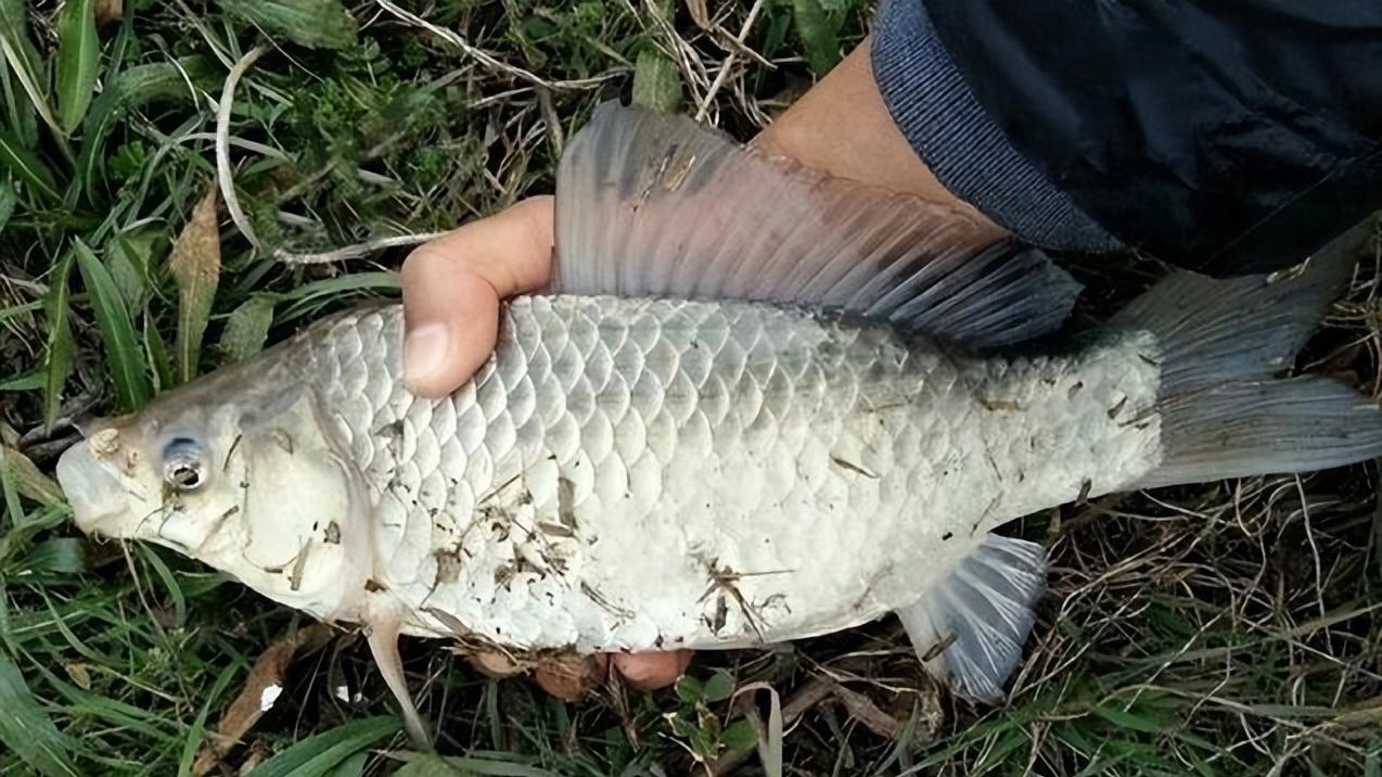 饵料|无鱼咬钩，先别怀疑钓点有问题，或许是你钓鱼的姿势不正确