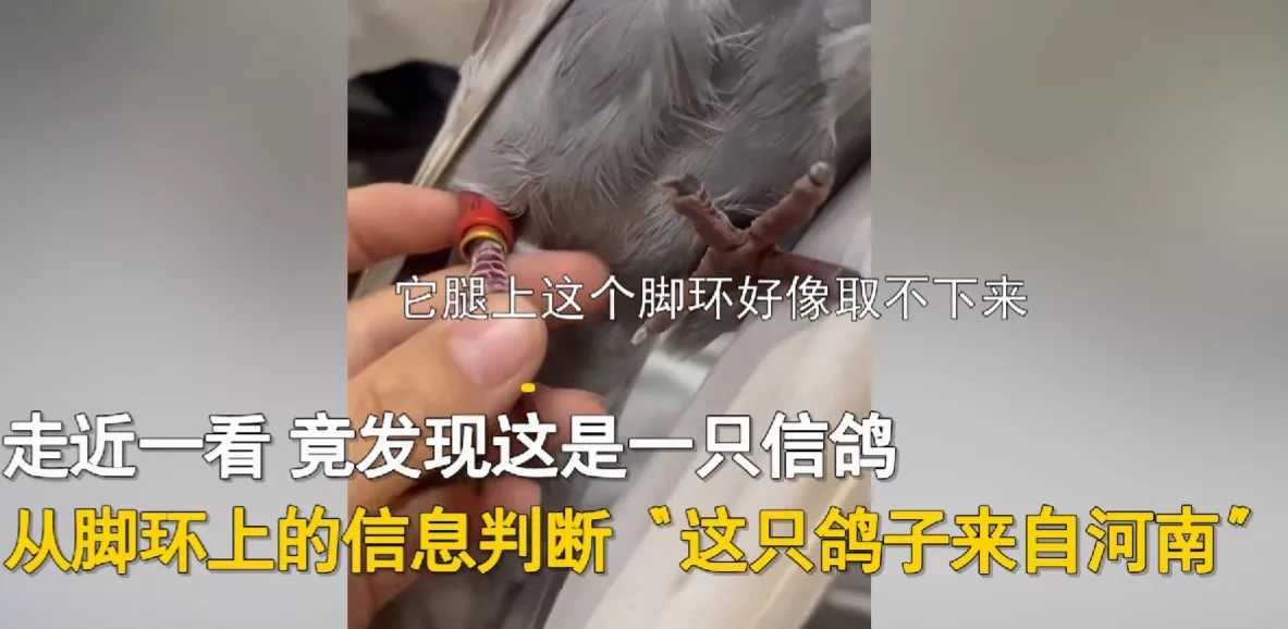 江苏淮安，一女子发现自己家窗台飞来一只信鸽，以为是歇脚，没想到鸽子停留一个多小时