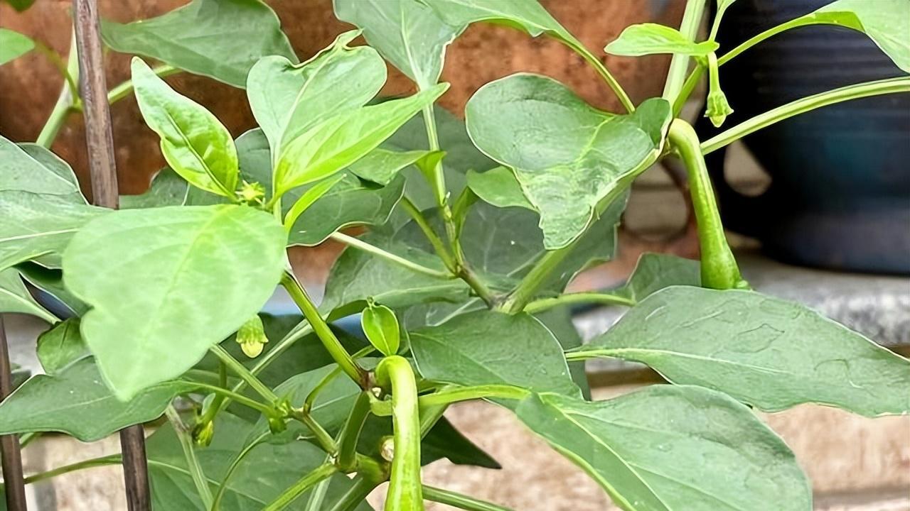 杨钰莹|51岁杨钰莹晒出独居生活，微胖身材很迷人，“甜歌皇后”并非浪得虚名！