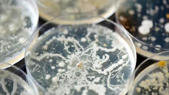 为了永生，科学家给自己注射350万年前的细菌，现在如何了？
