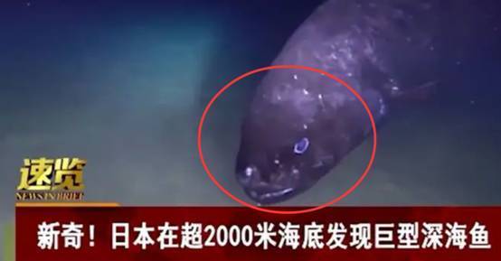 日本深海发现“怪鱼”，体长超2米，模样古怪，是核辐射产物吗？