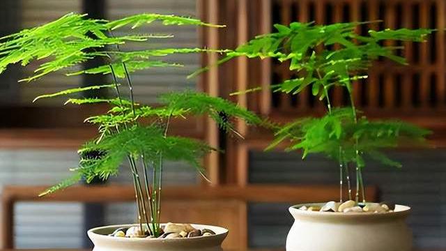 文竹|客厅、书房养文竹，5个技巧，常年绿油油，窜成拔高的“小森林”