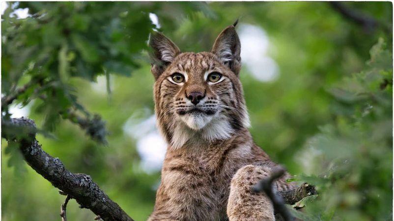 猛兽猞猁，尾巴短小，是否影响它的爬树技术