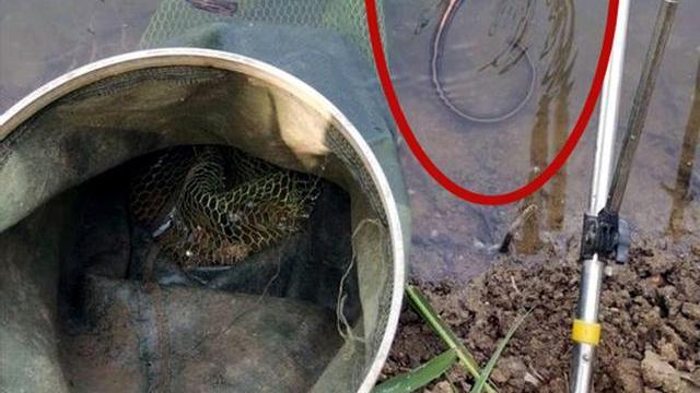 |钓鱼被“打劫”！大蛇径直爬上鱼护，还赖着不走了，网友：怕啥？