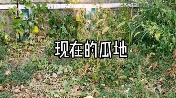 短视频|87岁老人沉迷手机荒废田地，女儿强制设成青少年模式