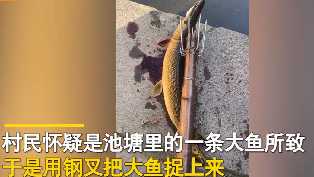 广东揭阳，一名男子在巡视鱼塘时，发现塘里的罗非鱼频频死亡，难道是因为天气太热？