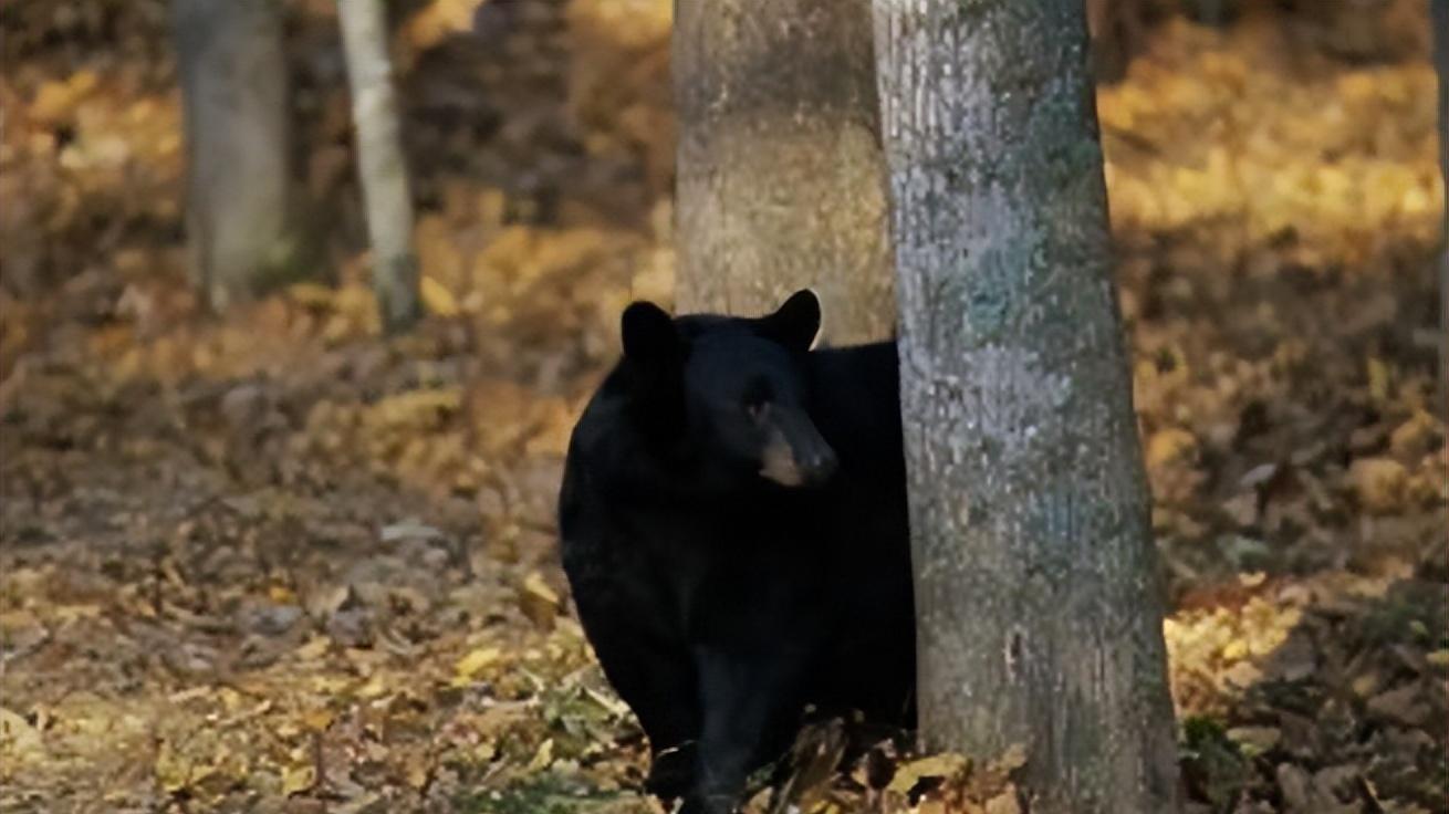 长白山采药人救下黑熊母子，1年后山中遭云豹袭击，黑熊赶来相救