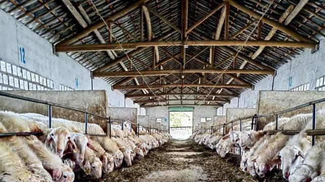 这个“好吃”的入侵物种会是下一个小龙虾吗？